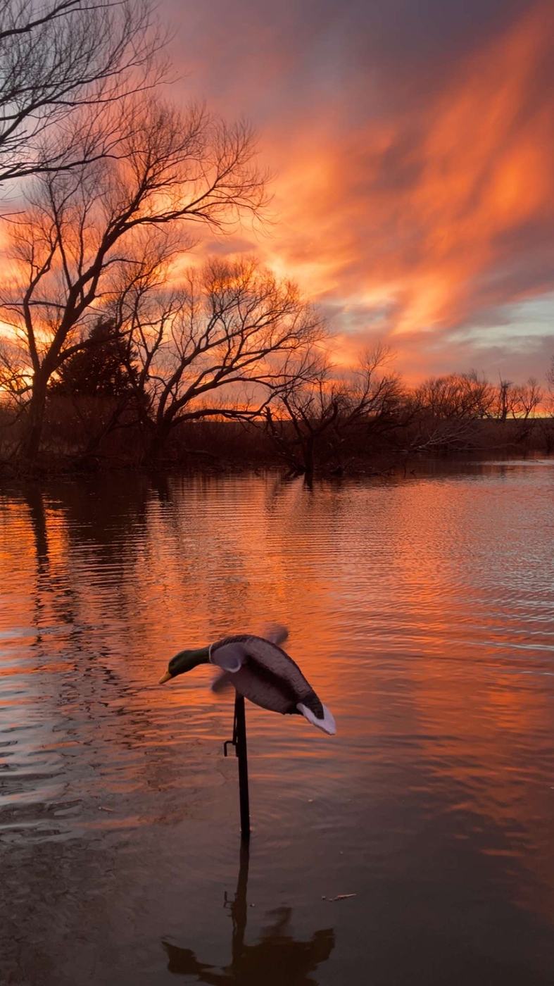 A lone duck decoy on the water as an orange sunrise burns over the treeline in central Kansas